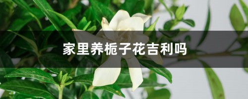 家里养栀子花吉利吗，为啥不吉利