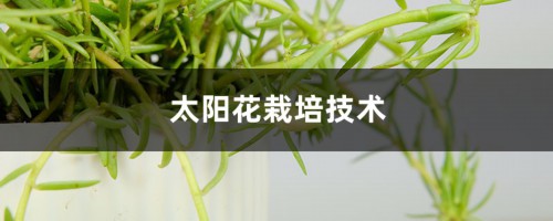 太阳花栽培技术，太阳花花苗怎么栽培