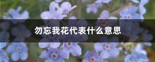 勿忘我花代表什么意思