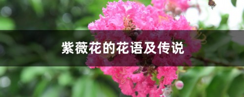 紫薇花的花语及传说