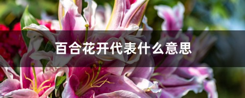 百合花开代表什么意思，在什么季节开花