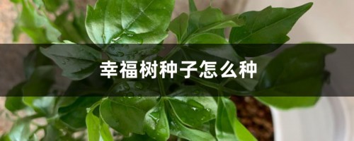 幸福树种子怎么种