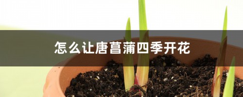 怎么让唐菖蒲四季开花