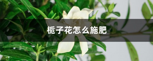 栀子花怎么施肥